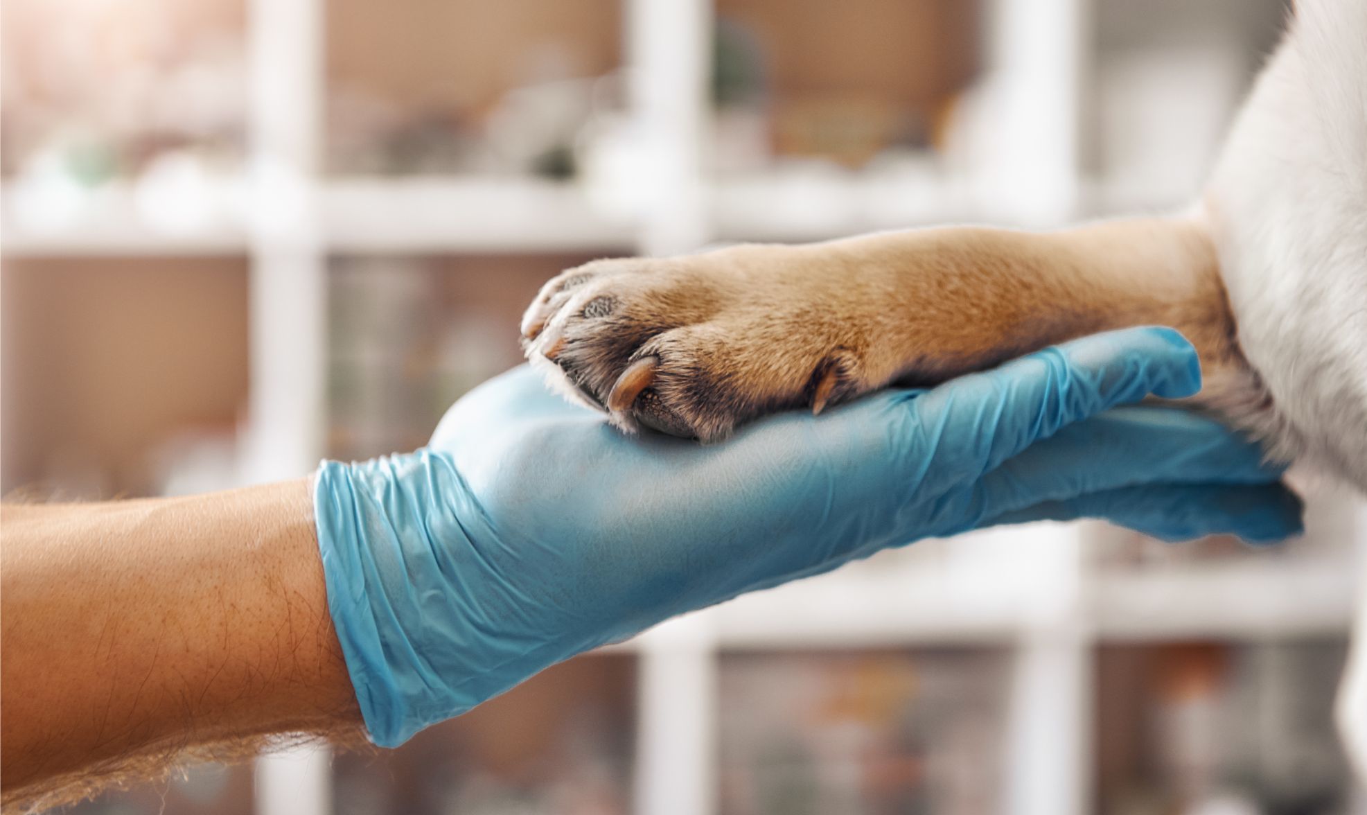 Vet holding paw